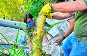 Babilla muerta por tragarse la bolsa plástica con el excremento. 