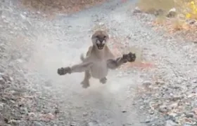 Momento del ataque de la puma. 