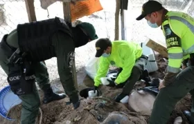 La droga fue hallada enterrada en un criadero de cerdo.