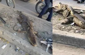 La babilla con su cría muertos. 