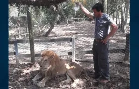 El león 'Júpiter' sometido a hidratación.
