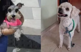 Mascotas extraviadas.