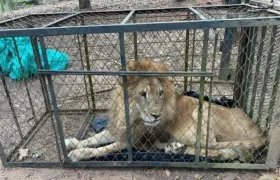 El león 'Júpiter'.