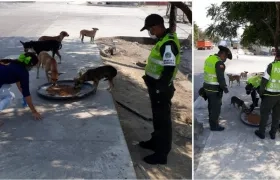 Los perros de calle comen en un jornada liderada la Policía y fundaciones.