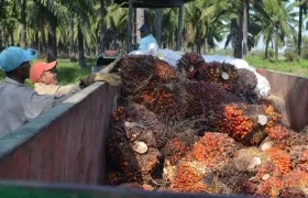 Producción de palma de aceite en C. I. Caribia en Zona Bananera.