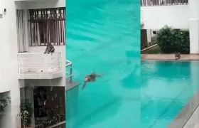 Monos en piscina de un edificio de Montería.