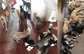 El grupo de animales.