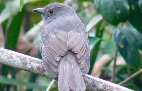 Colombia es el segundo país en el planeta con mayor biodiversidad, después de Brasil.