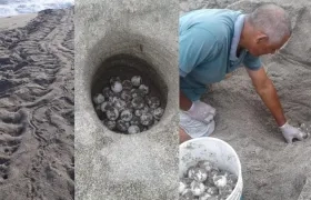Guardaparques han identificado los sitios donde se encuentran estas nidadas.