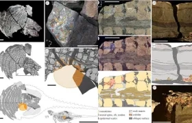  La última comida de este dinosaurio fueron sobre todo hojas de helecho masticadas.
