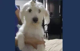 Esta es la mascota extraviada.