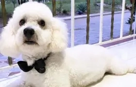 'Toy' se extravió por Reserva de los Almendros.