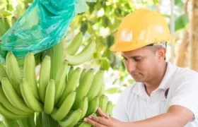 Banano de exportación
