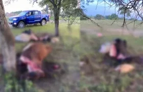 Partes de las vacas sacrificadas.