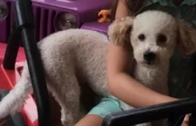 Mascota 'Lucas', extraviada en el sector de Villa Country.