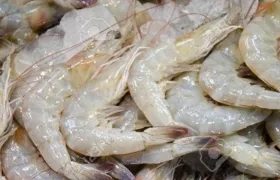 Todas las muestras que han dado positivo por SARS-CoV-2 han sido en el empaquetado exterior de productos congelados.