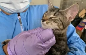 La veterinaria costeó la operación de los gatos en Soledad.