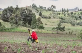 Pequeños productores se beneficiarán con la compra de insumos.