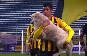 Raúl Castro carga a 'Cachito'. 