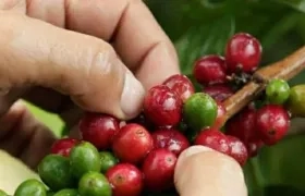 En diciembre la cosecha cafetera creció 4 por ciento con 1,7 millones de sacos.