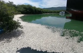 Miles de peces aparecieron muertos este sábado en el puerto de El Cayo de Barahona, República Dominicana.