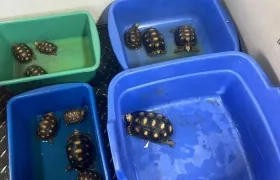 El procesado fue capturado en flagrancia con 11 tortugas morrocoy que, supuestamente, pretendía comercializar en Bogotá. 