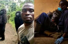 La gorila 'Ndakasi' y su cuidador André Bauman.