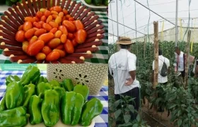 Agrosavia realizó trabajo de campo con los productores.