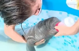 El manatí neonato rescatado en la Ciénaga Grande de Santa Marta. 