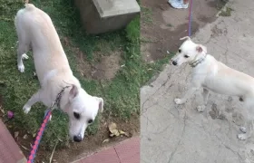 'Doggy' es el perrito que se encuentra perdido. 