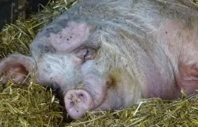 Los organismos acordaron trabajar de manera coordinada para reforzar las barreras sanitarias.