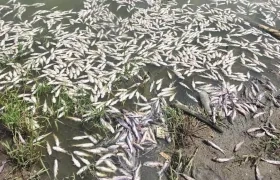 Registro de la mortandad dd peces.