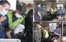 Procedimiento de las autoridades, al detectar carne de tortuga. 