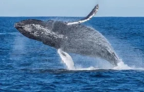 Ballenas barbadas gigantes comen una media de tres veces más alimento al año de lo que los científicos habían calculado anteriormente.