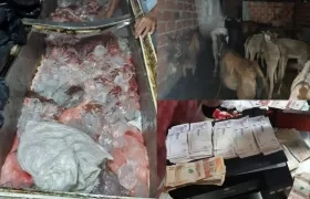 Carne, burros y caballos hallados en el operativo. 