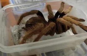 Una de las tarántulas.