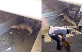 La babilla que fue encontrada en el mercado. 