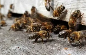 Abejas africanizadas. 