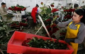 Las rosas colombianas vuelven a ser protagonistas del día de San Valentín.