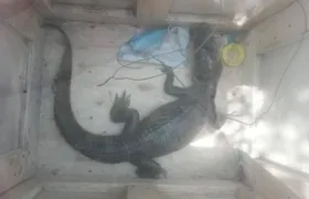 La babilla fue encerrada en una caja de madera para evitar un ataque. 