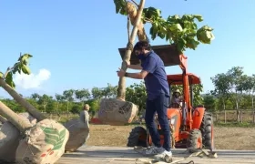 El Alcalde Jaime Pumarejo presidiendo jornada de arborización.
