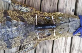 Caimán Aguja con monitores instalados en el Paruque Tayrona.