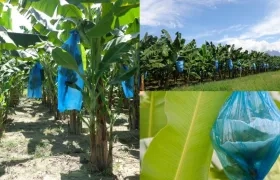 El proyecto AHoRA, significa precipitación-agua (A) hojas (Ho) y racimos (Ra).