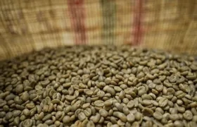Entre enero y febrero del presente año la cosecha cafetera alcanzó los 2,3 millones de sacos.