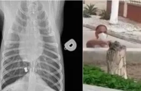 Imagen de la radiografía de la veterinaria donde fue atendido el caso. En la otra foto el infractor.