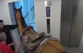 Momento en que los dos hombres suben el caballo al ascensor. 
