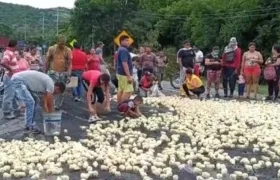 Imagen de los pollitos en la vía.