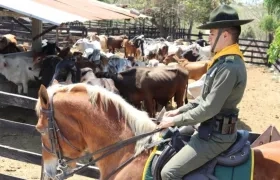 Operativos de control en fincas de los municipios. 