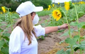 La Gobernadora Elsa Noguera en los cultivos de girasoles en Santo Tomás.