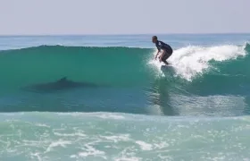 Los hallazgos de Papastamatiou sobre los tiburones "surfistas" fueron publicados en la revista especializada Journal of Animal Ecology.